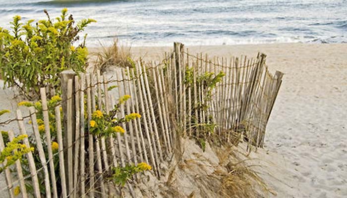 We grow and sell perennial NJ coastal dune plants